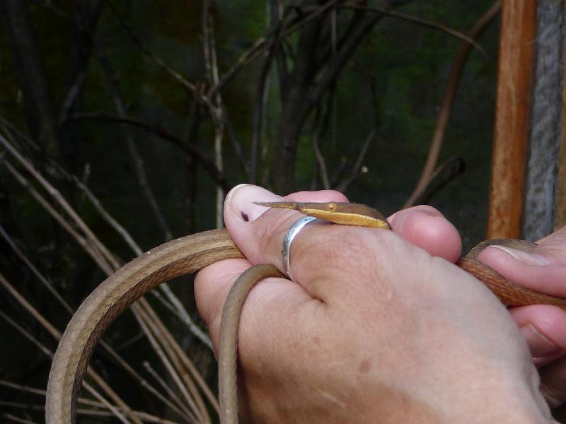 331 Vine Snake